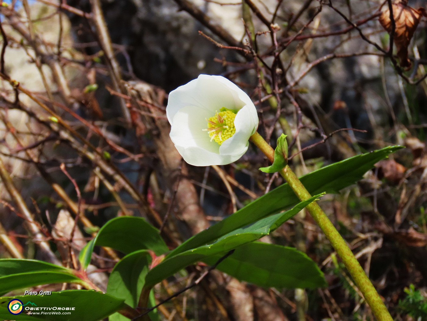 18 Helleborus niger - Elleboro in bocciolo.JPG